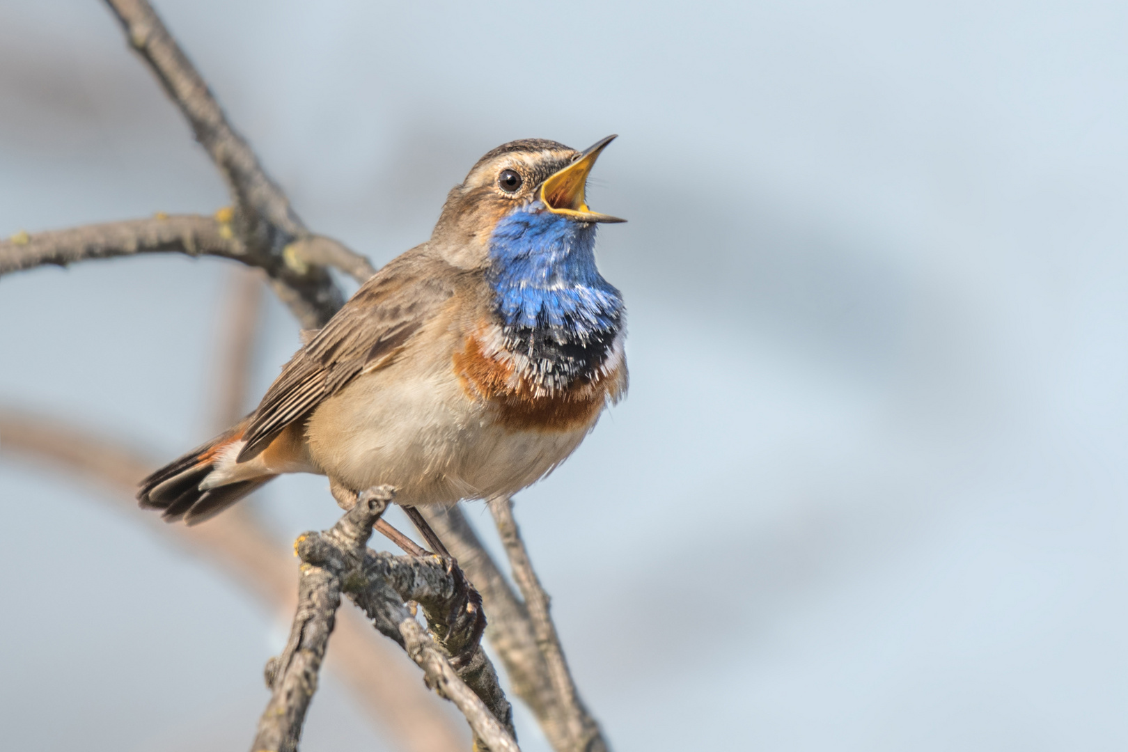 Blaukehlchen (Luscinia svecica cyanecula)