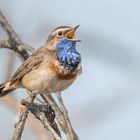 Blaukehlchen (Luscinia svecica cyanecula)