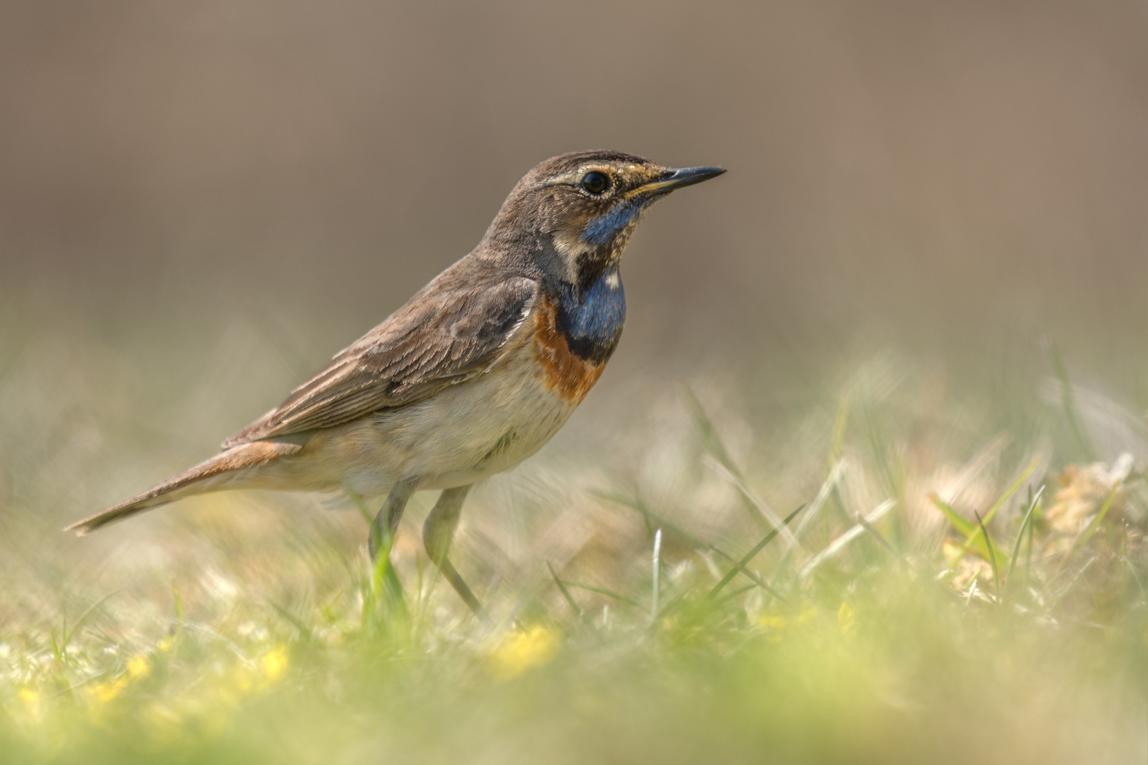 Blaukehlchen (Luscinia svecica cyanecula)