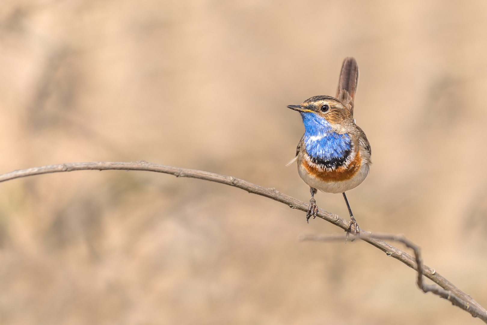 Blaukehlchen (Luscinia svecica cyanecula)