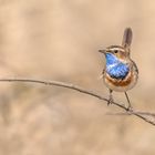 Blaukehlchen (Luscinia svecica cyanecula)