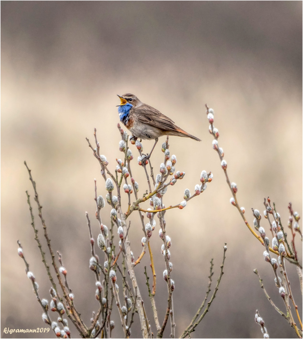 blaukehlchen (luscinia svecica cyanecula)....