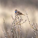 blaukehlchen (luscinia svecica cyanecula)....