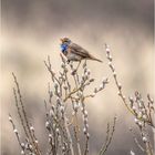 blaukehlchen (luscinia svecica cyanecula)....