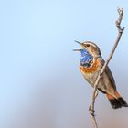 Blaukehlchen (Luscinia svecica cyanecula)