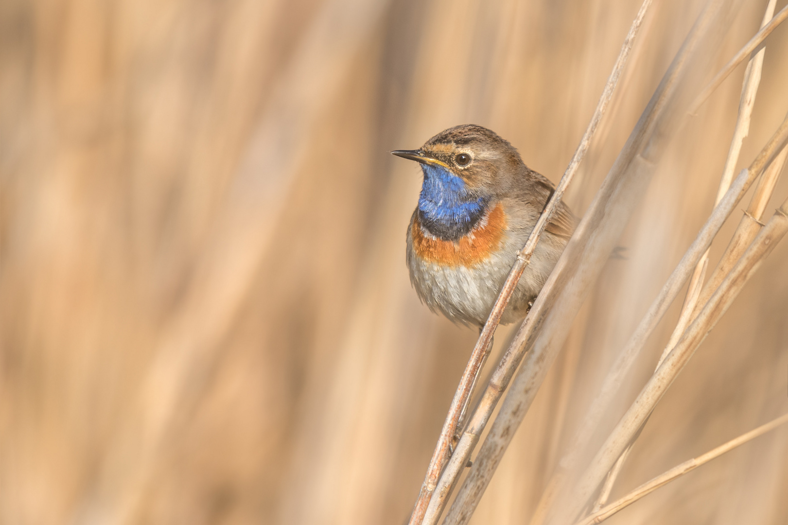 Blaukehlchen (Luscinia svecica cyanecula)