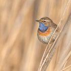 Blaukehlchen (Luscinia svecica cyanecula)