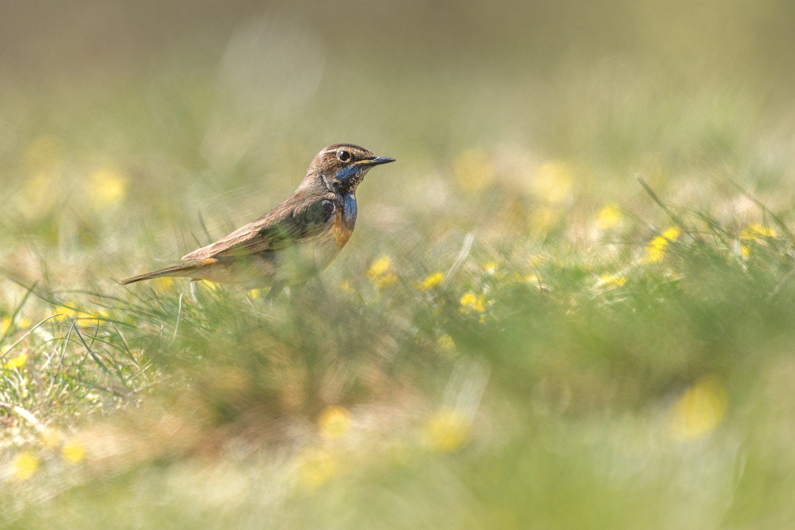 Blaukehlchen (Luscinia svecica cyanecula)