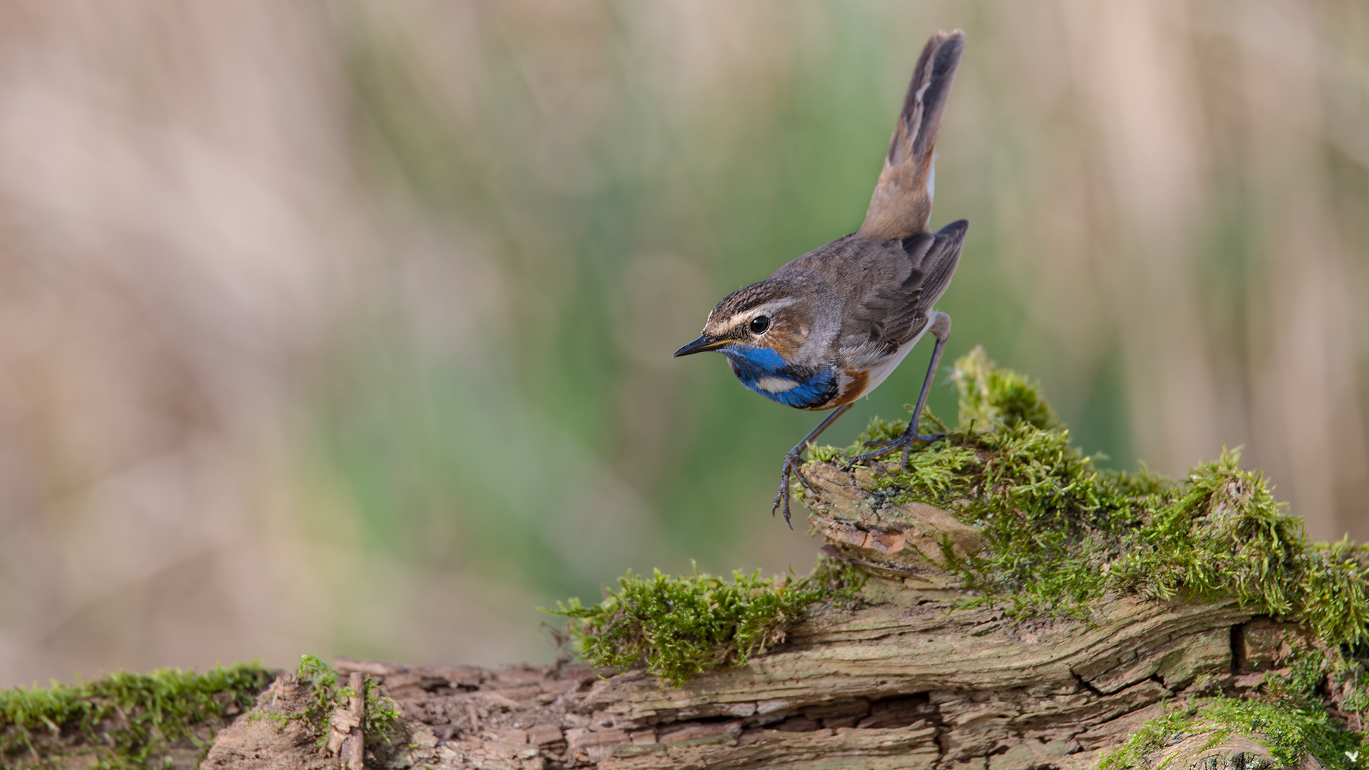 Blaukehlchen | Luscinia svecica cyanecula