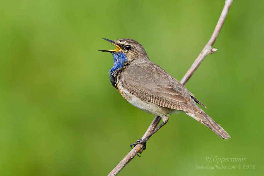 Blaukehlchen (Luscinia svecica)