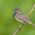 Blaukehlchen (Luscinia svecica)