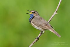 Blaukehlchen (Luscinia svecica)