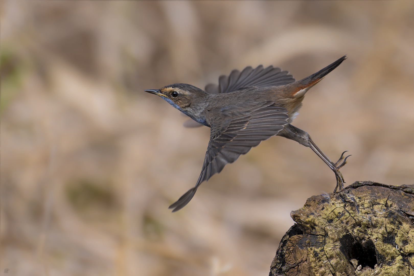 Blaukehlchen | Luscinia svecica