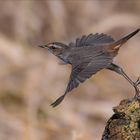 Blaukehlchen | Luscinia svecica