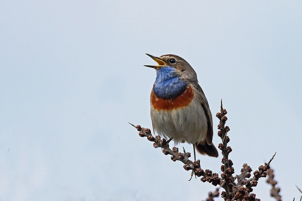 Blaukehlchen (Luscinia svecica)