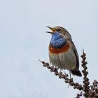 Blaukehlchen (Luscinia svecica)