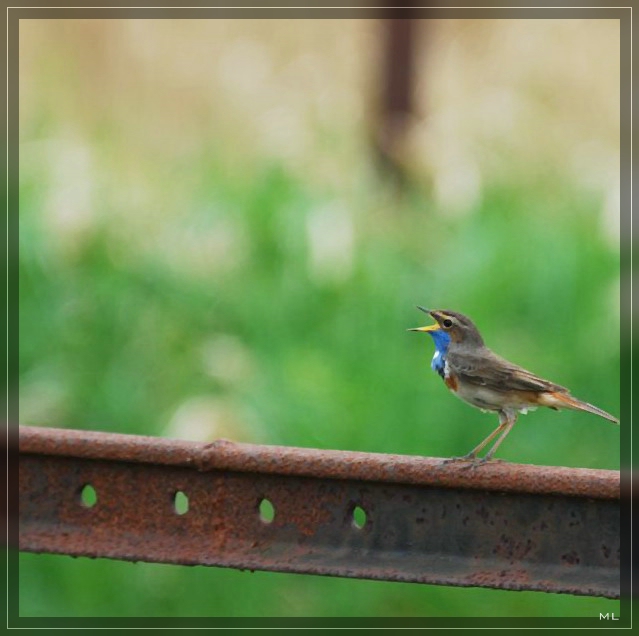 Blaukehlchen - Luscinia svecica