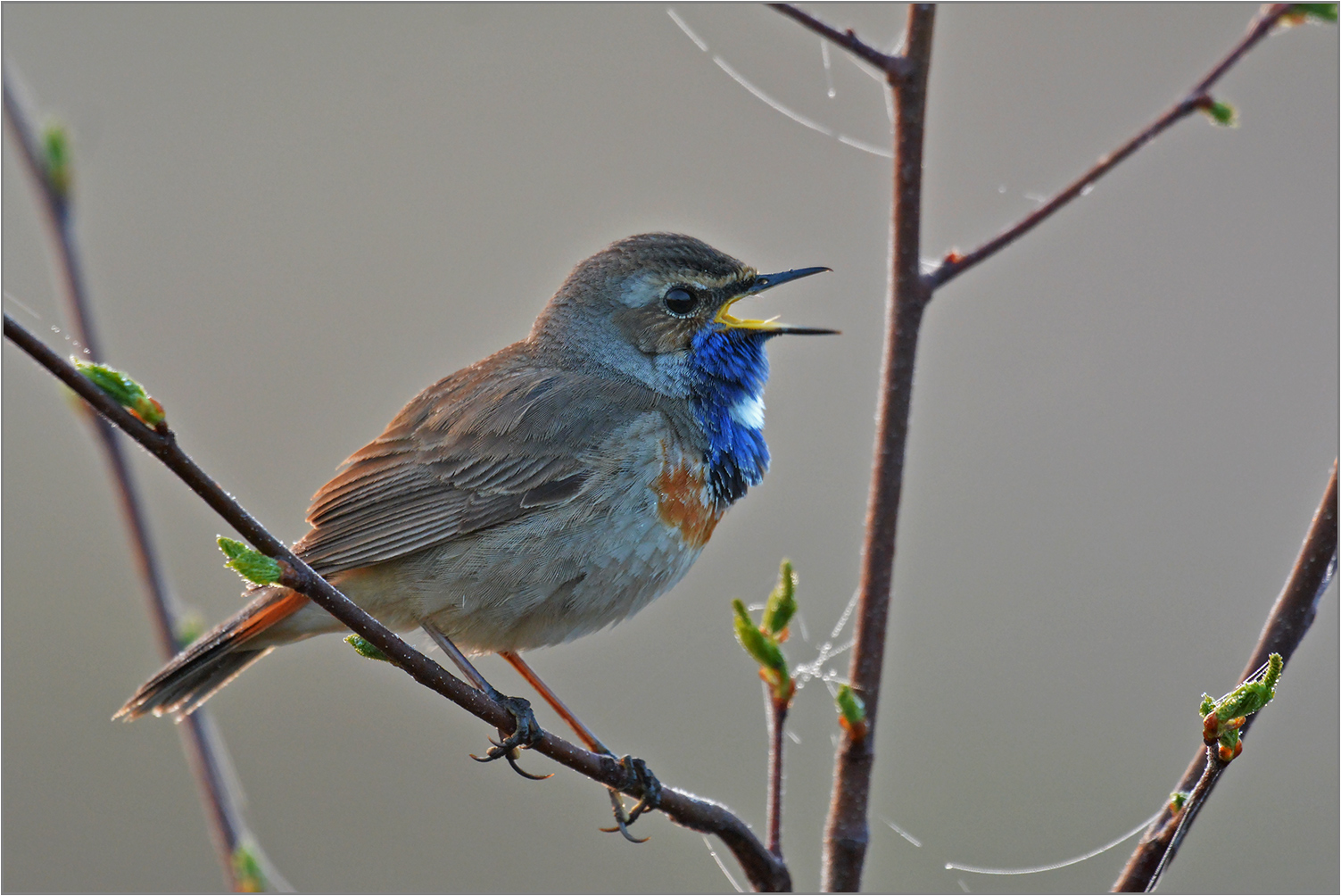 Blaukehlchen  -  Luscinia svecica   I