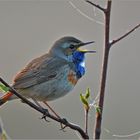 Blaukehlchen  -  Luscinia svecica   I