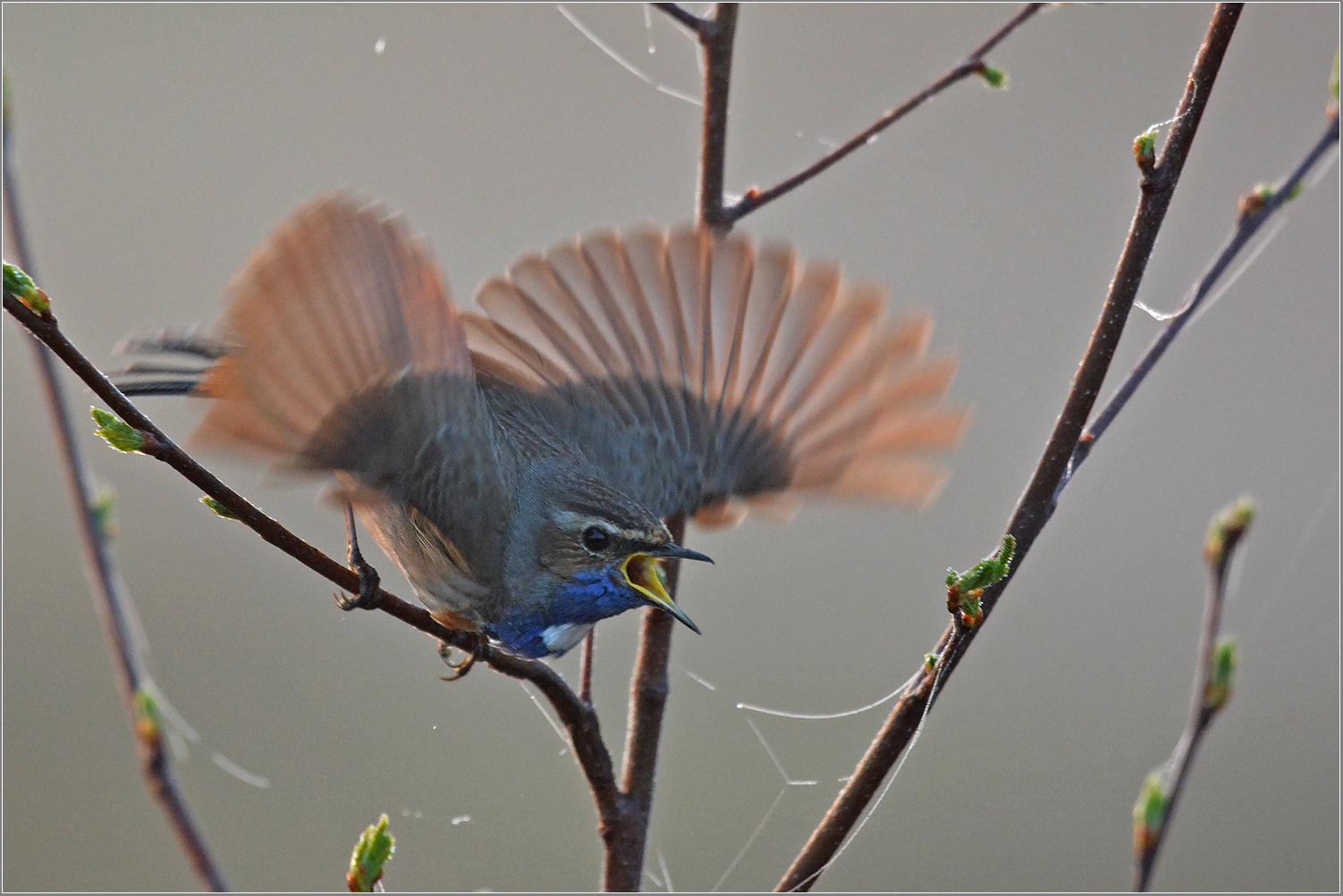 Blaukehlchen  -  Luscinia svecica   II