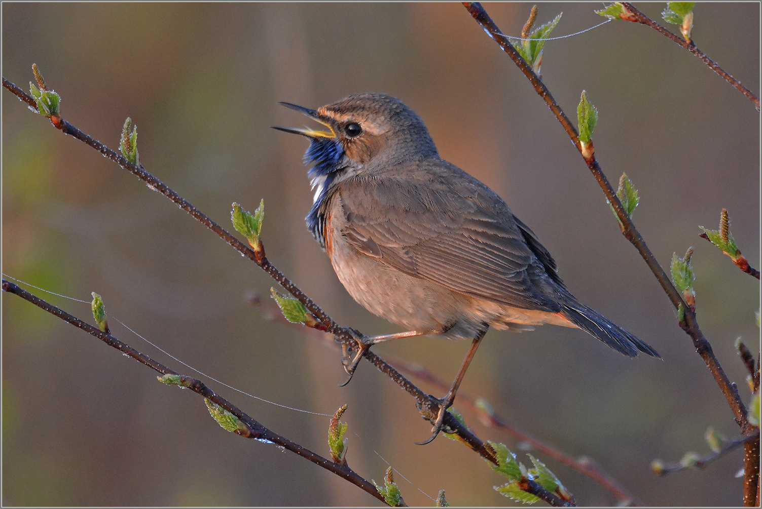 Blaukehlchen  -  Luscinia svecica   III