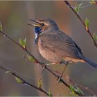 Blaukehlchen  -  Luscinia svecica   III