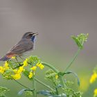 Blaukehlchen (Luscinia svecica) im Raps