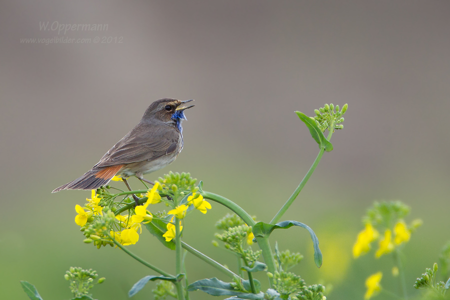 Blaukehlchen (Luscinia svecica) im Raps