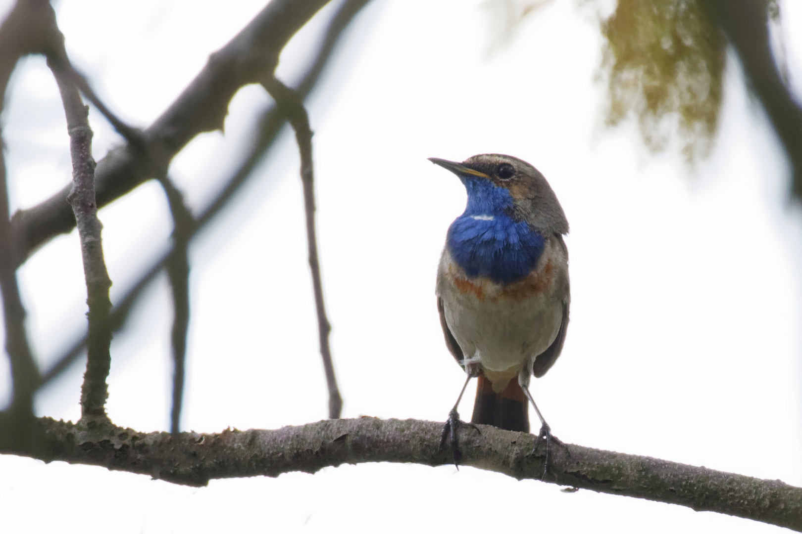 Blaukehlchen  (Luscinia svecica, Syn.: Cyanecula svecica, Cyanosylvia svecica) 