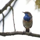 Blaukehlchen  (Luscinia svecica, Syn.: Cyanecula svecica, Cyanosylvia svecica) 