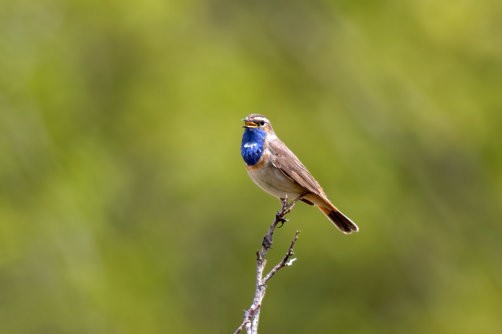 Blaukehlchen (Luscinia svecica, Syn.: Cyanecula svecica, Cyanosylvia svecica)aus der Ferne