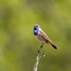 Blaukehlchen (Luscinia svecica, Syn.: Cyanecula svecica, Cyanosylvia svecica)aus der Ferne