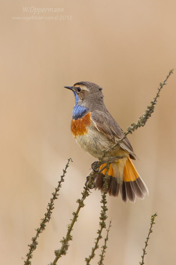 Blaukehlchen (Luscinia svecica) Teil 1