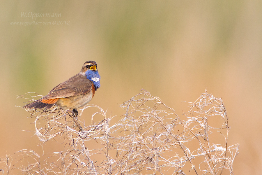 Blaukehlchen (Luscinia svecica) Teil 2