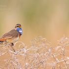 Blaukehlchen (Luscinia svecica) Teil 2