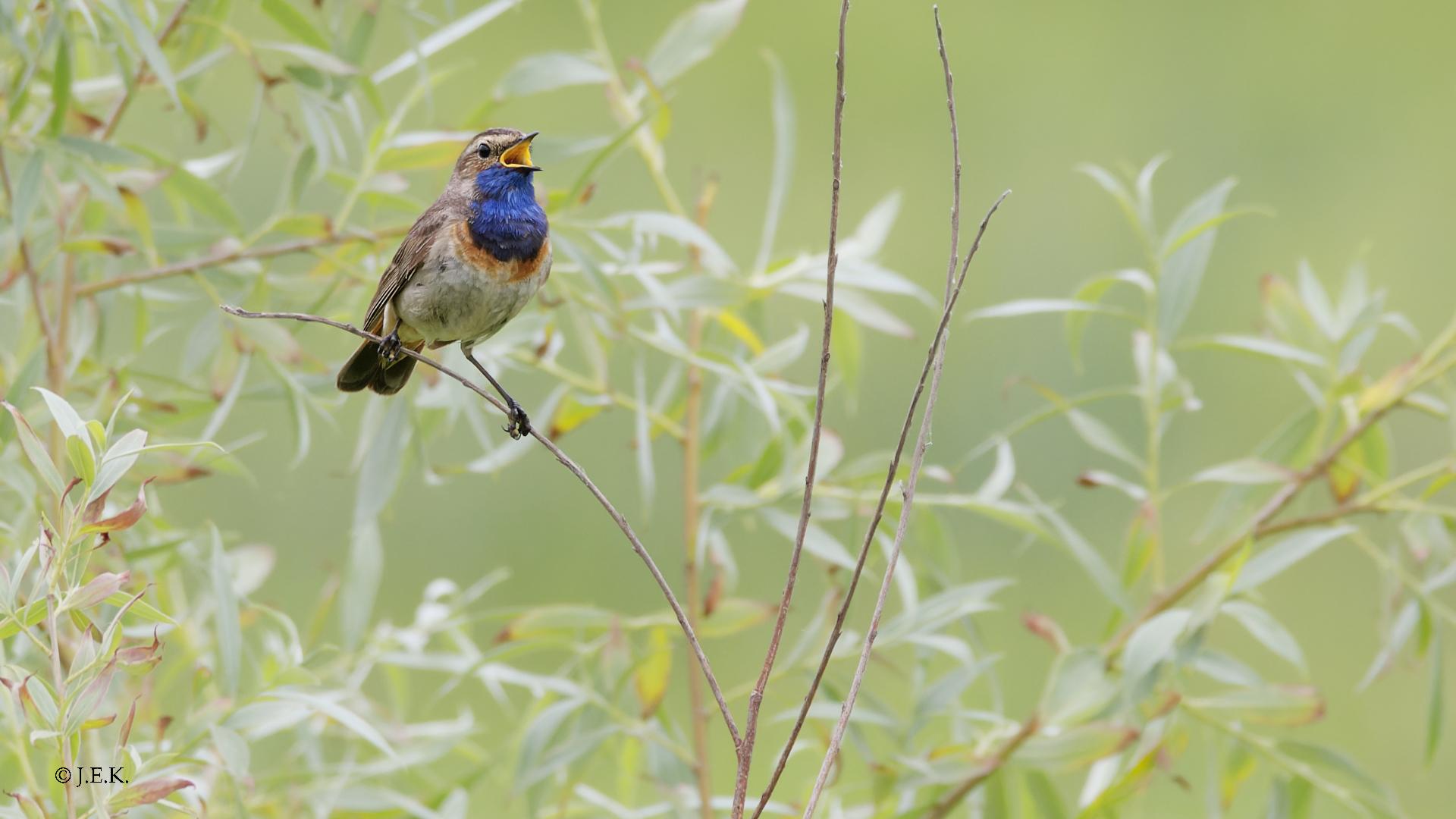 Blaukehlchen (m)