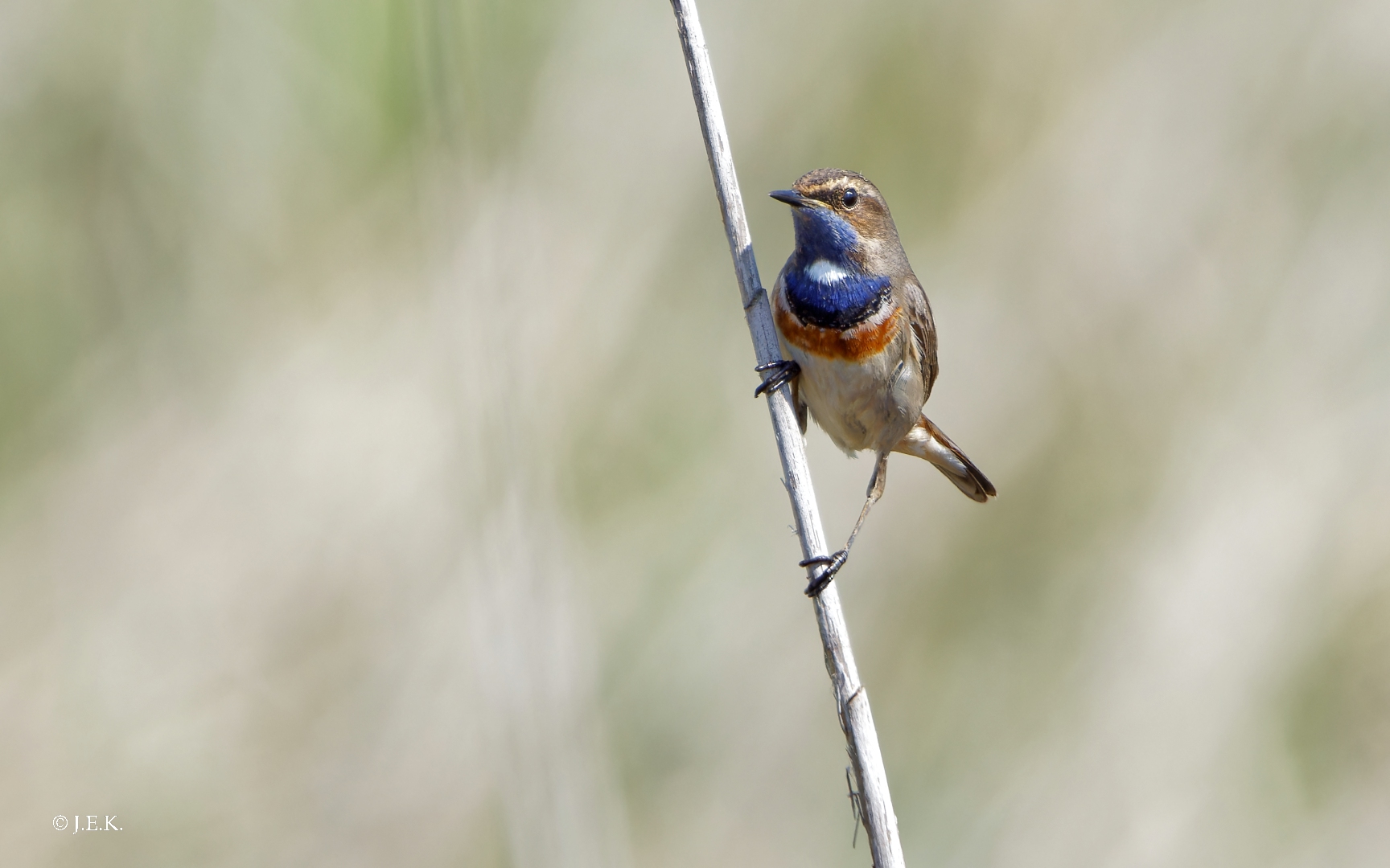 Blaukehlchen (m)