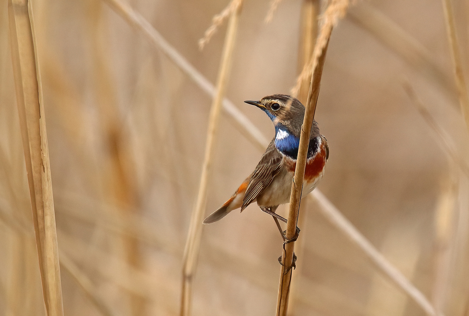 Blaukehlchen (m)