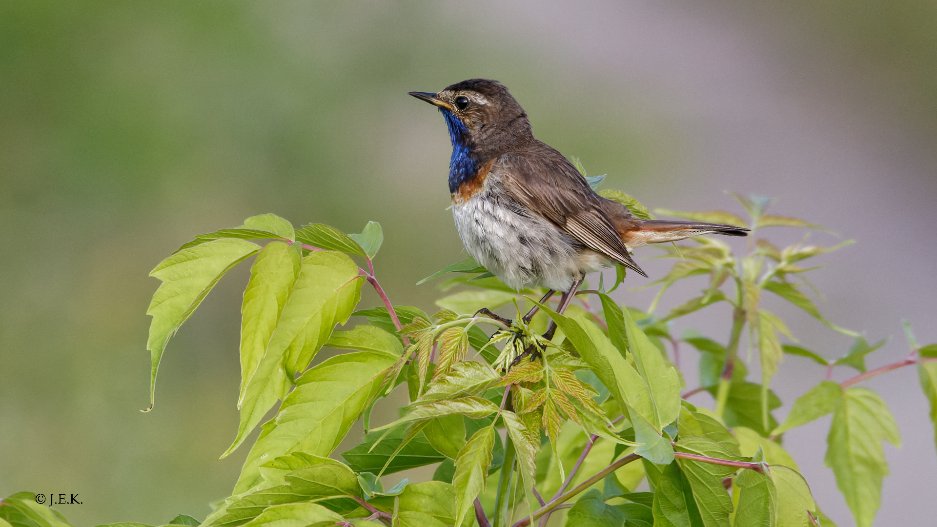 Blaukehlchen (m)