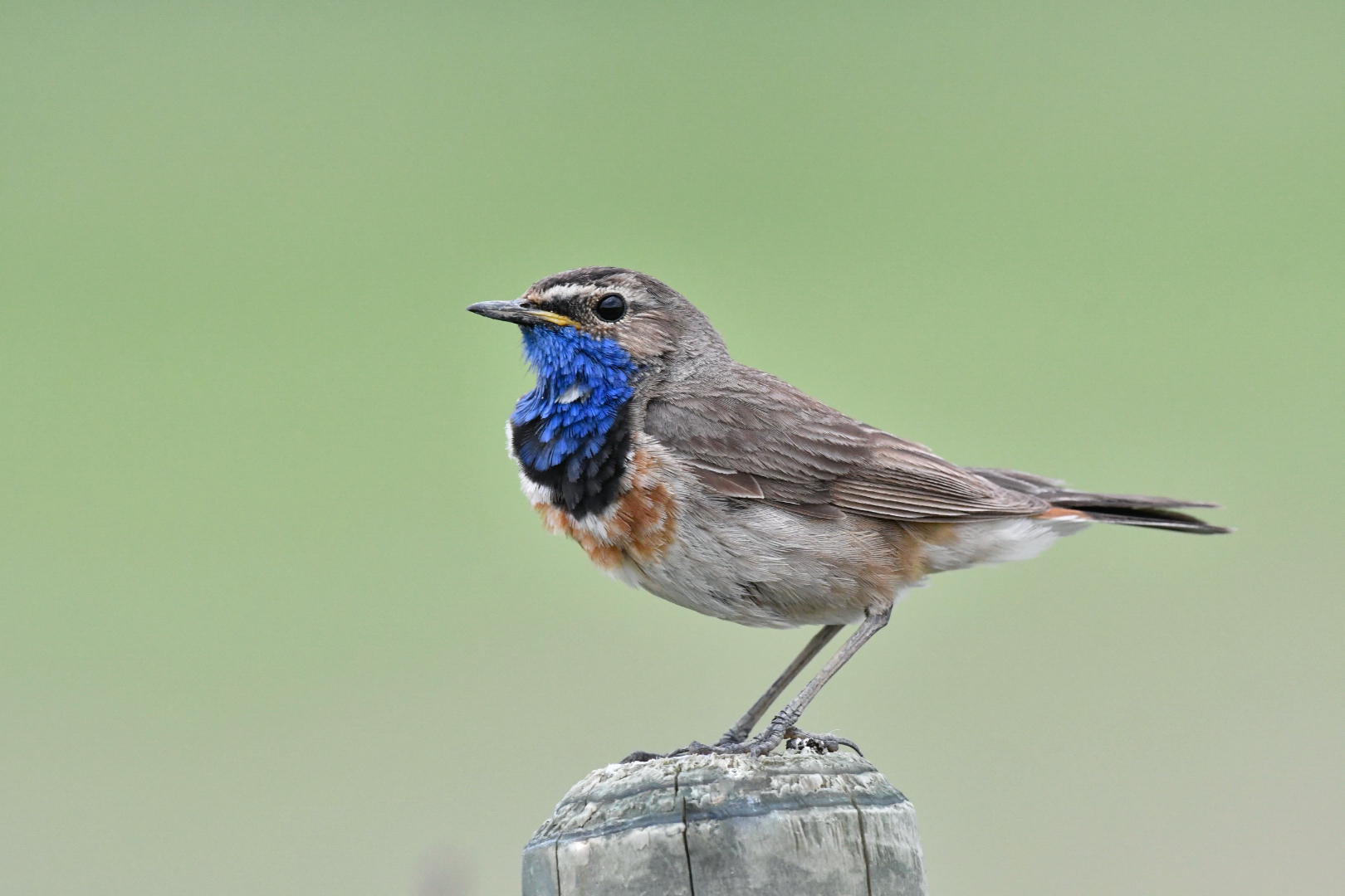 Blaukehlchen Männchen