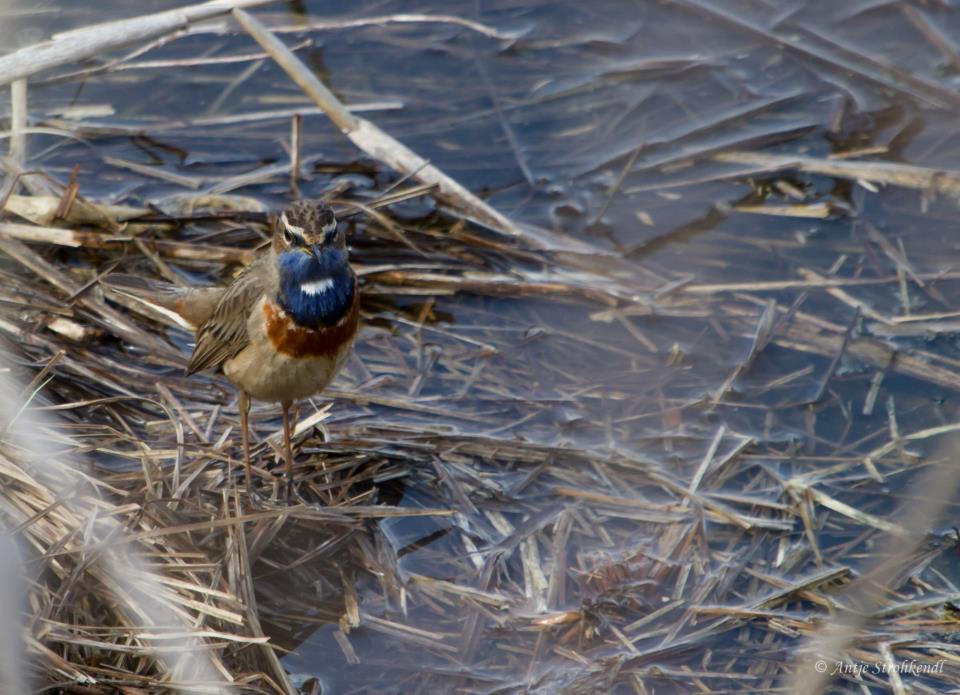 Blaukehlchen Männchen