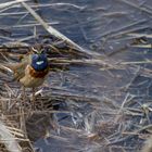 Blaukehlchen Männchen