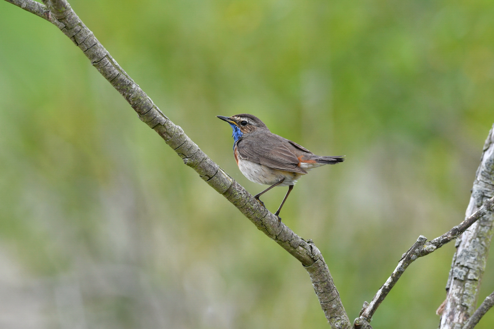 Blaukehlchen Männchen