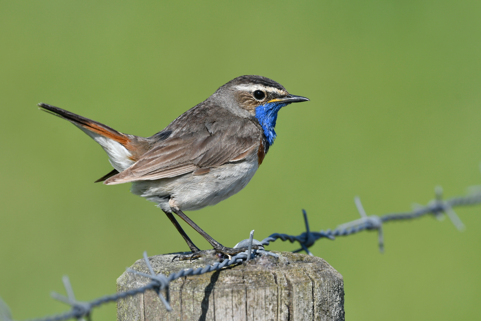 Blaukehlchen Männchen