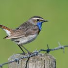 Blaukehlchen Männchen