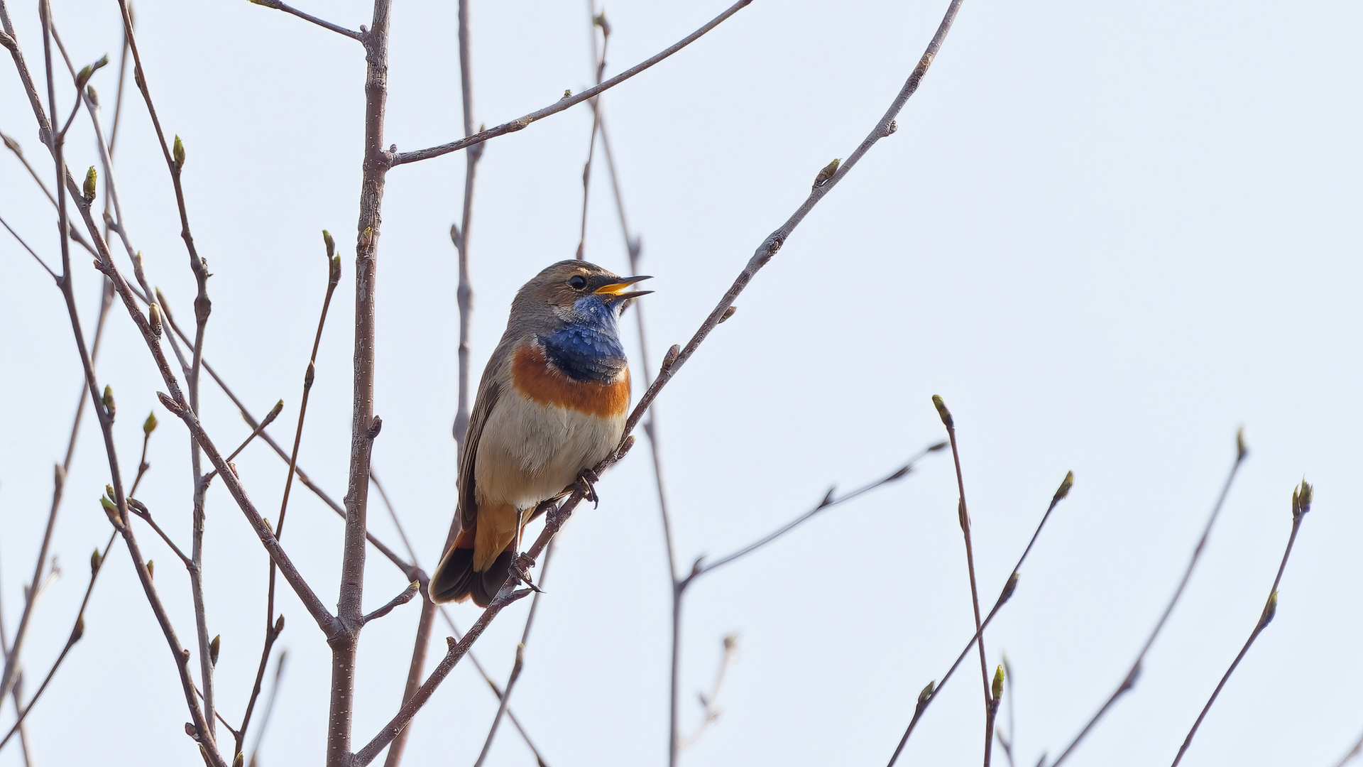 Blaukehlchen Männchen