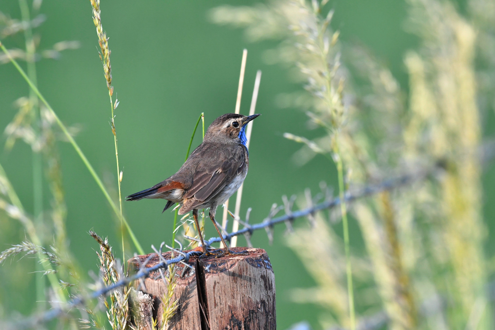 Blaukehlchen Männchen auf dem Zaun