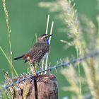 Blaukehlchen Männchen auf dem Zaun