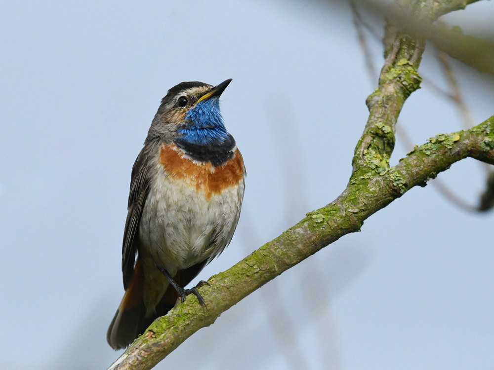 Blaukehlchen. Männchen.