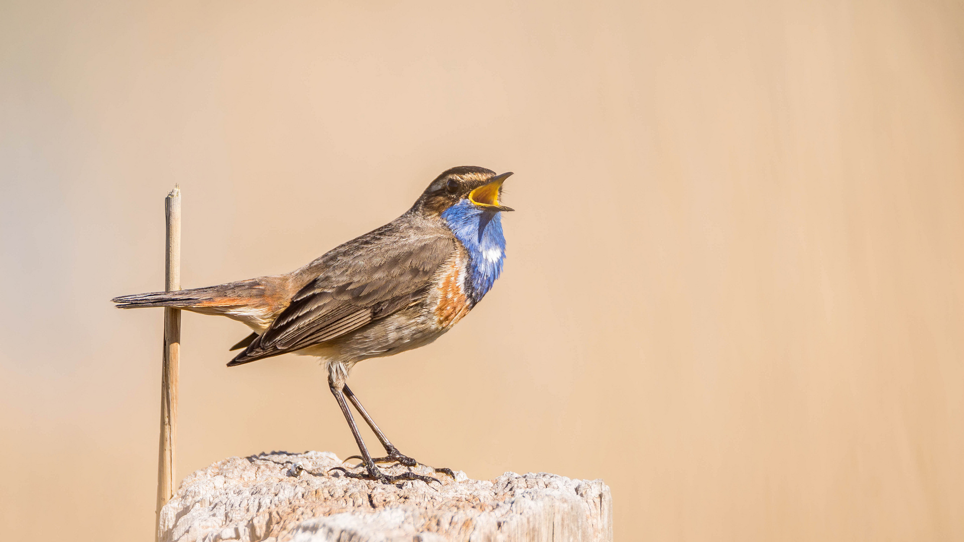 Blaukehlchen Männchen begrüßt den Tag